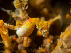H.ponthohi