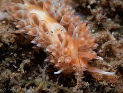 Anteaeolidiella cacaotica,Gold Coast QLD, Australia 2026