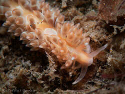 Anteaeolidiella cacaotica,Gold Coast QLD, Australia 2026