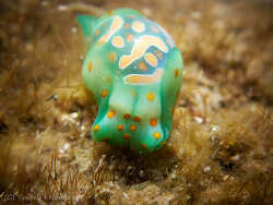 Lamprohaminoea cymbalum, Sunny Coast 2026