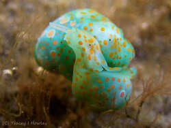 Lamprohaminoea cymbalum, Sunny Coast 2026