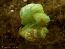Lamprohaminoea cymbalum, Sunny Coast 2026