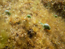 Lamprohaminoea cymbalum, Sunny Coast 2026