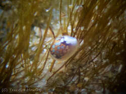 Cystiscus alternans,Sandy Beach 2026