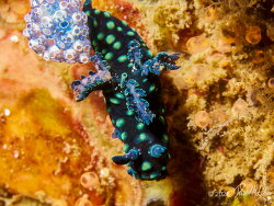 Crested Nembrotha,Nembrotha cristata,Lembeh Strait, North Sulawesi, Indonesia 2026