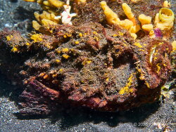 Synanceia horrida thumbnail