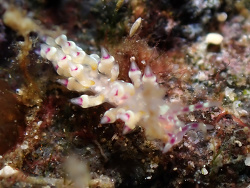 Abronica purpureoanulata thumbnail