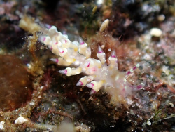 Abronica purpureoanulata,Tingloy, PH-BT, PH 2026
