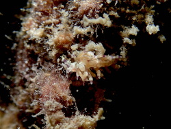 Abronica purpureoanulata, La Balsa Park 2021