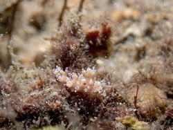 Abronica purpureoanulata thumbnail