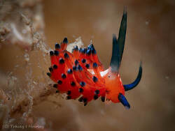 Eubranchidae sp.01 thumbnail