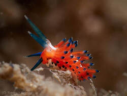 Eubranchidae sp.01 thumbnail