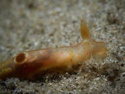 Gymnodoris suggens thumbnail
