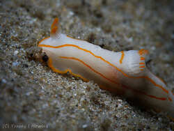Gymnodoris amakusana thumbnail