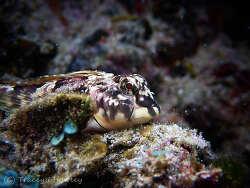 Lepidoblennius haplodactylus thumbnail
