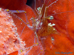 Palaemon serenus thumbnail