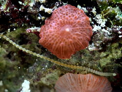 Lumbrineridae thumbnail