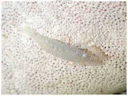 Zenopontonia noverca thumbnail