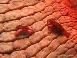 Zenopontonia noverca thumbnail