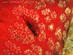 Zenopontonia noverca thumbnail