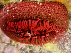 Bunodosoma goanense thumbnail