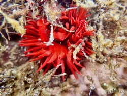 Bunodosoma goanense thumbnail