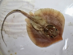 Brevitrygon manjajiae thumbnail