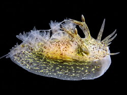 Pseudobornella orientalis thumbnail