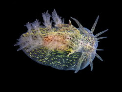 Pseudobornella orientalis thumbnail