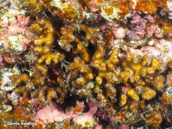 Madracis asperula,Las Palmas, ES-CN, ES 2026