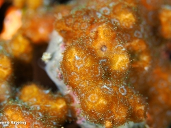 Madracis asperula,Las Palmas, ES-CN, ES 2026