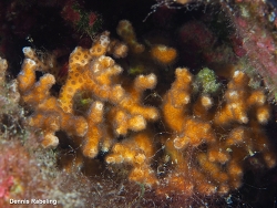 Madracis asperula thumbnail