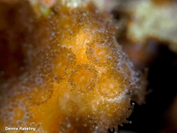 Madracis asperula,Las Palmas, ES-CN, ES 2025
