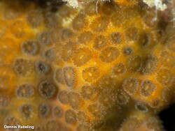 Madracis asperula,Las Palmas, ES-CN, ES 2024