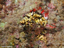 Madracis asperula,Las Palmas, ES-CN, ES 2023