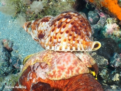 Charonia variegata,Las Palmas, ES-CN, ES 2026