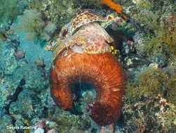 Charonia variegata,Las Palmas, ES-CN, ES 2026