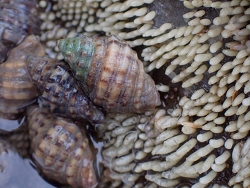 Semiricinula tissoti thumbnail