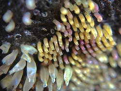Semiricinula tissoti thumbnail