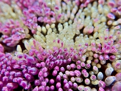 Semiricinula tissoti thumbnail