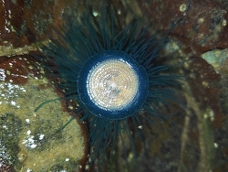 Porpita porpita thumbnail