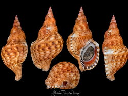 Charonia variegata thumbnail