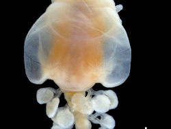 Athelges pileus thumbnail