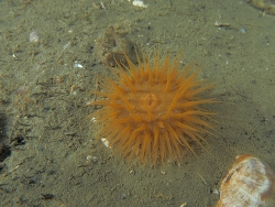 Cylista troglodytes thumbnail