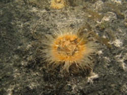 Cylista troglodytes thumbnail