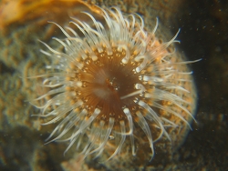 Cylista troglodytes thumbnail