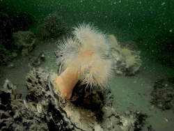 Metridium senile thumbnail
