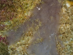Stelletta apapaola thumbnail