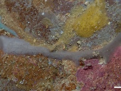 Stelletta apapaola thumbnail