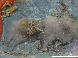 Stelletta apapaola thumbnail